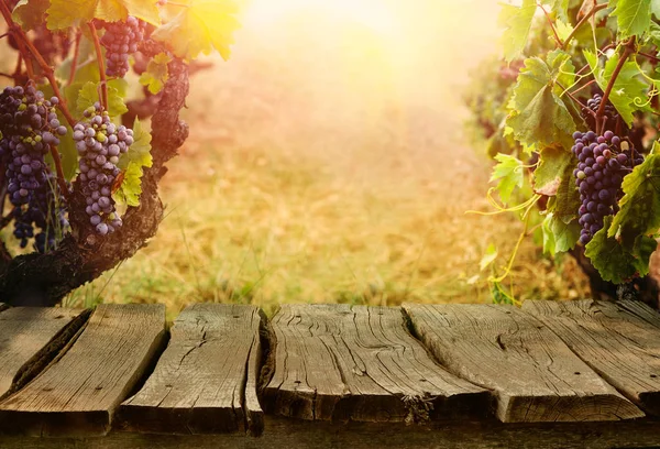 Achtergrond Van Natuur Met Wijngaard Herfst Oogst Rijpe Druiven Herfst — Stockfoto