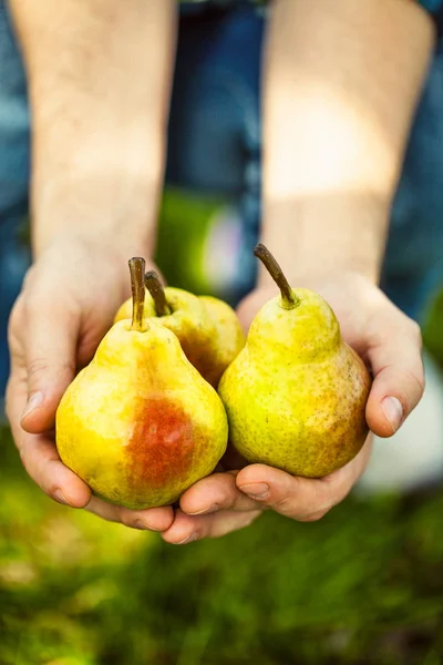 Fruta Orgânica Comida Saudável Pêra Fresca Nas Mãos Dos Agricultores — Fotografia de Stock