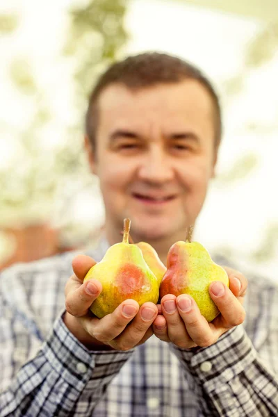 Ekologisk Frukt Hälsosam Mat Färska Päron Jordbrukarnas Händer — Stockfoto