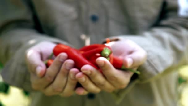 農夫は有機性庭の熟した野菜を保持しています 有機食べる 手でチリ ペッパーズ — ストック動画