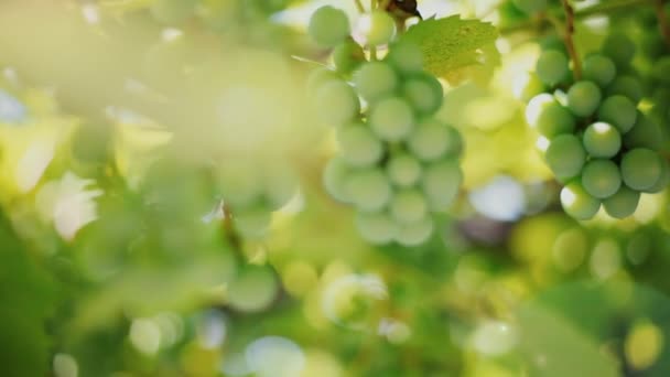 Grappe Raisins Verts Sur Vigne — Video