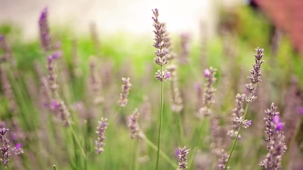 在金色日落的美丽薰衣草田野上抚摸紫色花朵 — 图库视频影像