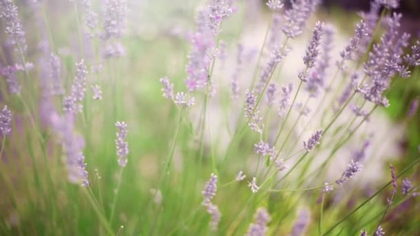 Beautiful Lavender Branches Slowly Swaying Light Summer Breeze Sunny Day — Stock Video