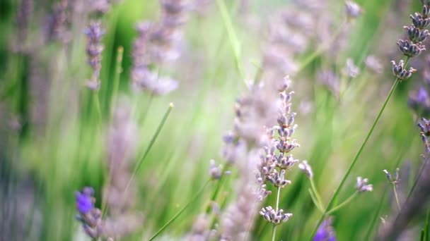 Beautiful Lavender Branches Slowly Swaying Light Summer Breeze Sunny Day — Stock Video