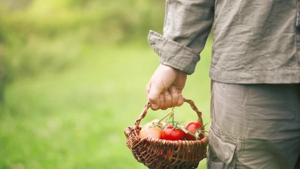Αγρότης Συγκομιδής Της Ντομάτας Οργανικό Φυτικό Κήπο Σας — Αρχείο Βίντεο