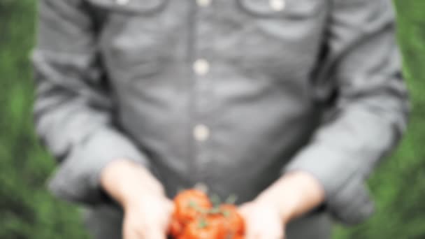 有机蔬菜园中番茄的收获 — 图库视频影像
