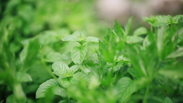 Mujer Agricultora Cortando Hierbas — Vídeos de Stock