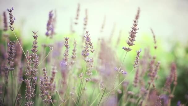 Stunning Lilac Herb Garden Flourishing Sunlit Provence Lavandula Flowers Blooming — Stock Video