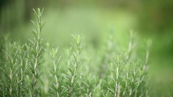 Rosemary Primer Plano Hierba Fresca Verde — Vídeos de Stock