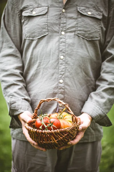 番茄收获 农民的手与新鲜收获的西红柿 — 图库照片