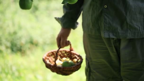 农夫采摘有机梨在柳条篮子里 — 图库视频影像