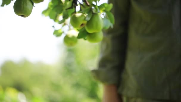 Primer Plano Del Agricultor Recogiendo Pera — Vídeos de Stock