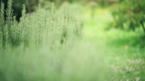 Rosemary Closeup Zelené Čerstvé Byliny — Stock video