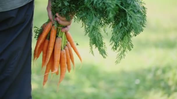 Kilka Organicznej Marchwi Ręce Rolników — Wideo stockowe