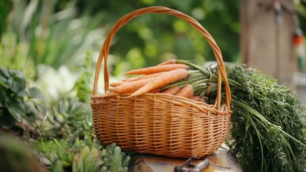 Zanahorias Frescas Una Canasta Mimbre — Vídeo de stock