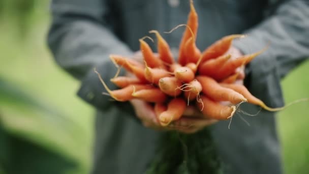 Bando Cenouras Orgânicas Mãos Agricultores — Vídeo de Stock