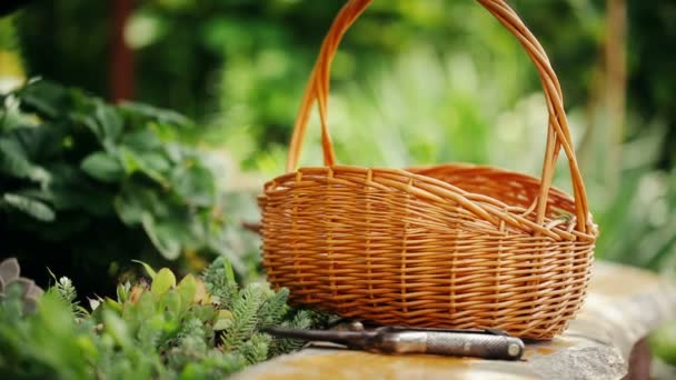 Fresh Carrots Wicker Basket — Stock Video