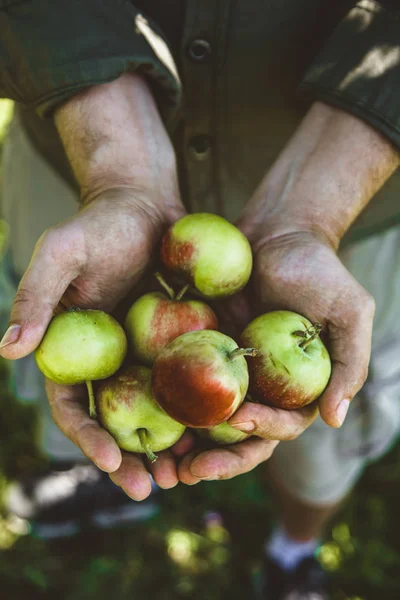 Organik Meyve Sebze Çiftçilerin Elleri Taze Toplanmış Elmalarla — Stok fotoğraf
