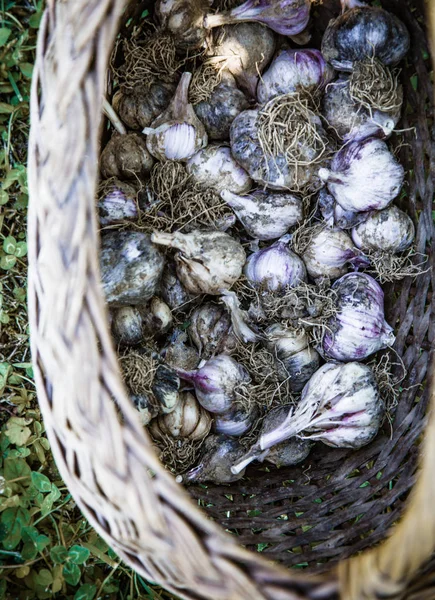 篮子里的大蒜在花园里 蔬菜在夏天草 — 图库照片