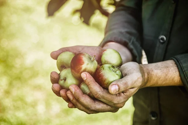 Bio Obst Und Gemüse Bauern Hände Mit Frisch Geernteten Äpfeln — Stockfoto