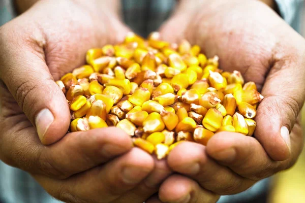 Sommerernte Bauern Hände Mit Frischem Mais — Stockfoto