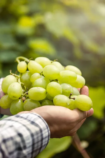 Colheita Uvas Mãos Agricultores Com Uvas Brancas Recém Colhidas — Fotografia de Stock
