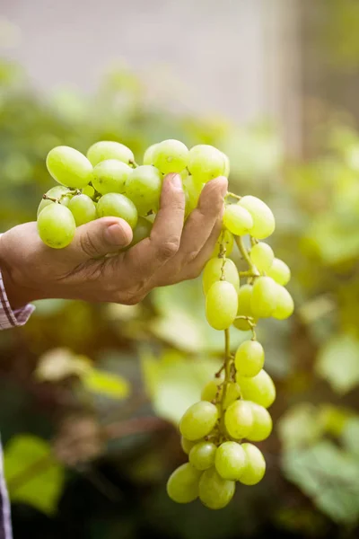 Урожай Винограда Руки Фермеров Свежесобранным Белым Виноградом — стоковое фото