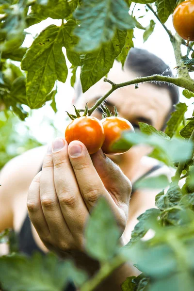 Tomaten Oogst Boer Plukken Tomaten — Stockfoto