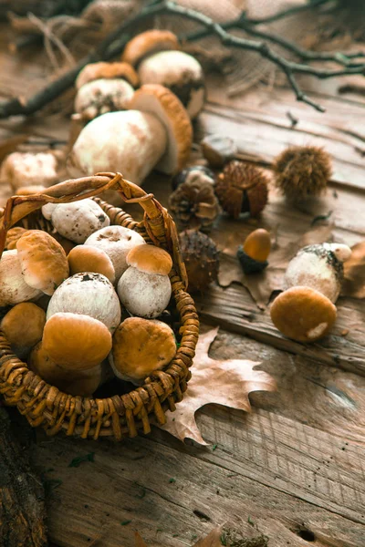 蘑菇在木制的背景 Cep 蘑菇在木头上 秋天的森林水果 — 图库照片