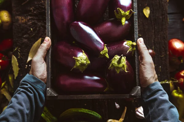 Bio Zelenina Zemědělci Ruce Čerstvě Sklizené Zeleniny Čerstvé Bio Lilek — Stock fotografie