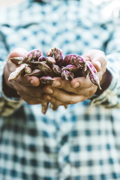 Συγκομιδής Κόκκους Φασόλια Συγκομιδή Φθινόπωρο Αγρότης Φασόλια — Φωτογραφία Αρχείου