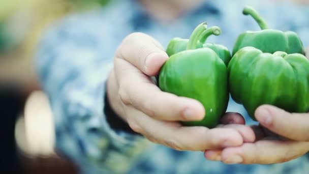 Pieprz Organiczne Zielone Owoce Rękach Człowieka — Wideo stockowe