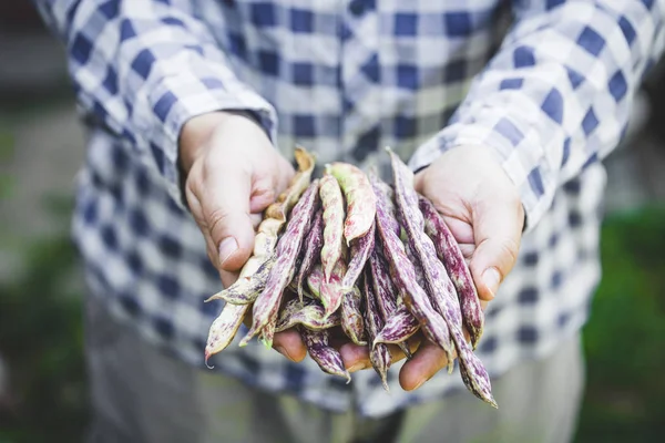 Bab Betakarítás Ősszel Bab Betakarítás Farmer Bab — Stock Fotó