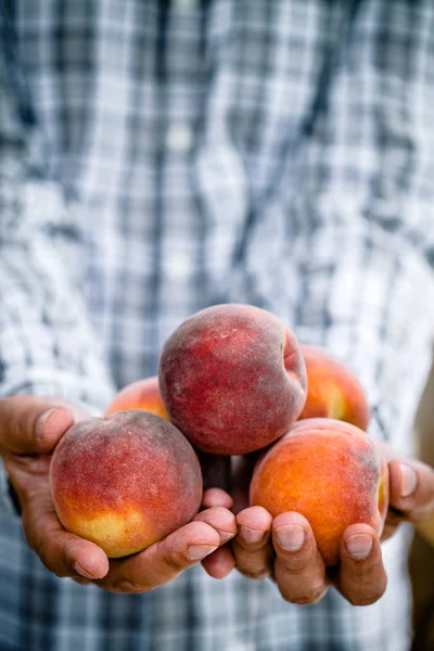 Panen Buah Persik Petani Tangan Dengan Buah Persik Yang Baru — Stok Foto