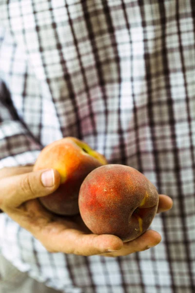 Cosecha Melocotones Manos Los Agricultores Con Melocotón Recién Cosechado —  Fotos de Stock