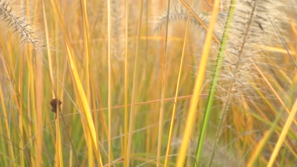 Tall Grass Blowing Breeze — Stock Video