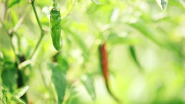 Rode Groene Chili Peppers Teelt Bush Close — Stockvideo