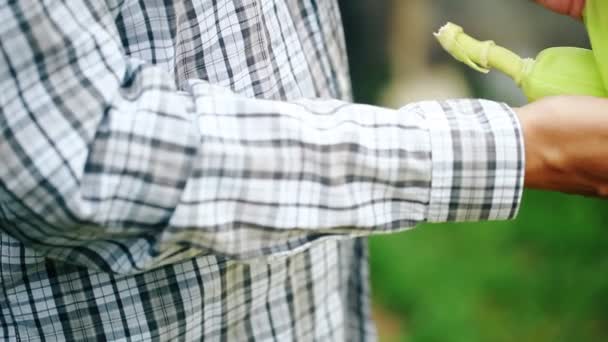 Close Shot Hands Man Peeling Fresh Raw Corn — стоковое видео