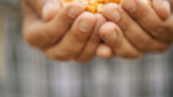 Man Hands Holding Corn Grains Close — Stock Video