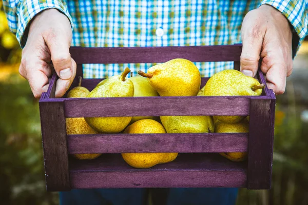 Fruta Orgânica Mãos Agricultores Com Frutas Recém Colhidas Pêras Orgânicas — Fotografia de Stock