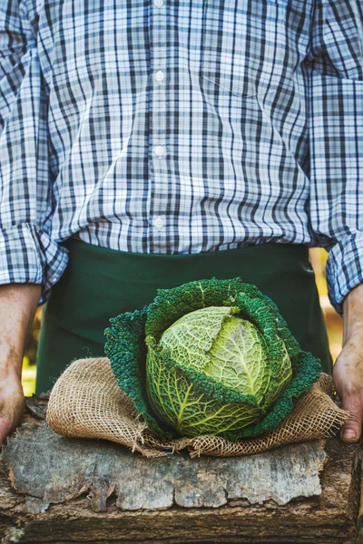 Organiczne Warzywa Rolnicy Podają Świeże Warzywa Świeża Kapusta Organiczna — Zdjęcie stockowe