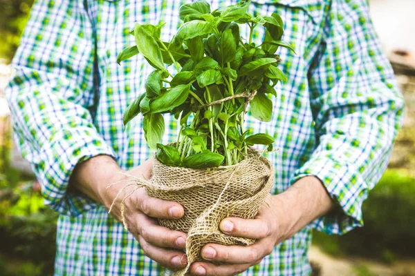 Verduras Ecológicas Campesinos Manos Con Hierbas Hierbas Orgánicas Frescas — Foto de Stock