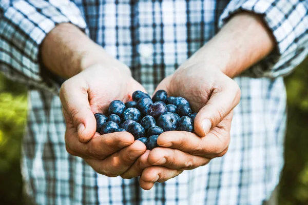 Fruta Orgânica Mãos Agricultores Com Frutas Recém Colhidas Mirtilos Orgânicos — Fotografia de Stock