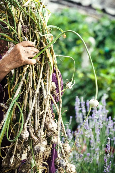 Nyári Zöldségkert Koncepció Kertész Betakarítás Érett Fokhagyma Fokhagyma Frissen — Stock Fotó