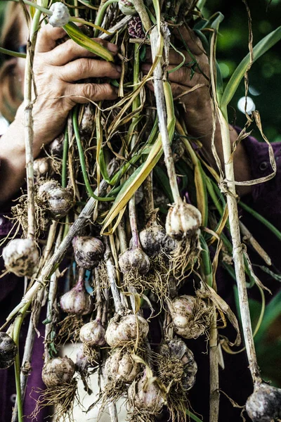 Conceito Horta Verão Com Jardineiro Colhendo Alho Maduro Alho Orgânico — Fotografia de Stock