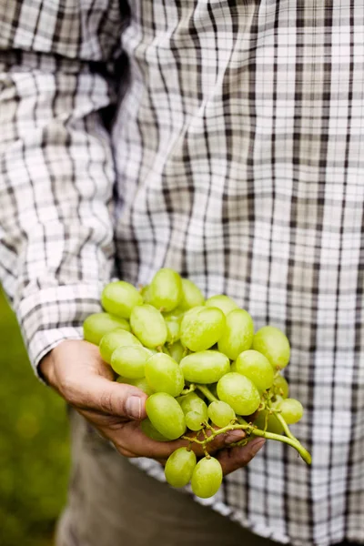 Druivenoogst Landbouwers Handen Met Vers Geoogste Witte Druiven — Stockfoto