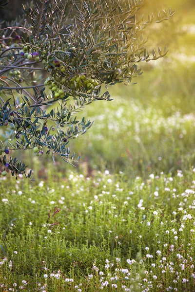 Mittelmeer Olivenfeld Olivenbaum Obstgarten Olivenernte — Stockfoto