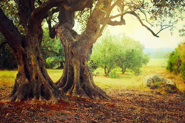 Medelhavet Oliv Fältet Olivträd Orchard Olivskörden — Stockfoto