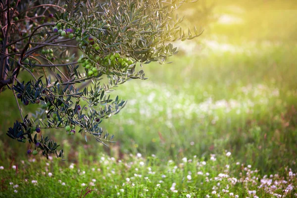 Πεδίο Της Μεσογειακής Ελιάς Olive Tree Στο Περιβόλι Συγκομιδή Ελιάς — Φωτογραφία Αρχείου