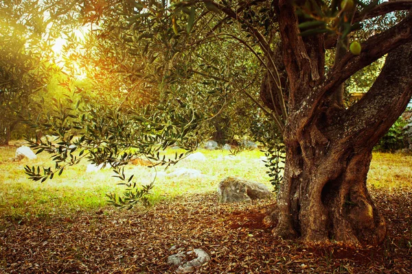 Mediterranean Oliwek Pola Drzewo Oliwne Sadzie — Zdjęcie stockowe